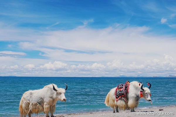 去西藏必備物品