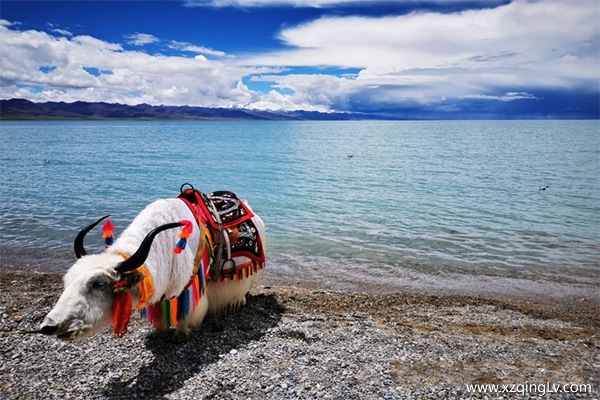 西藏可以去西藏嗎