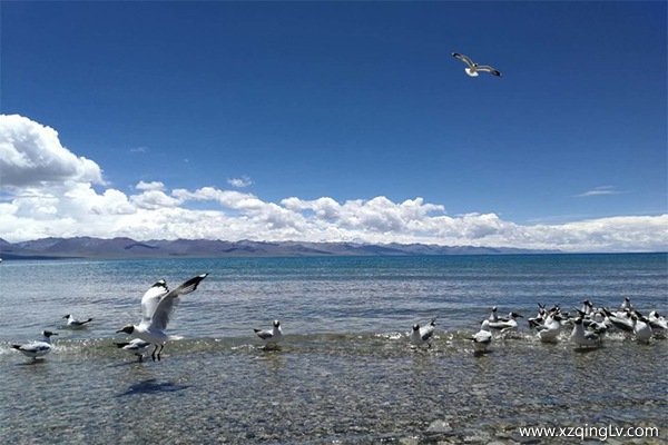 西藏旅游花費多少