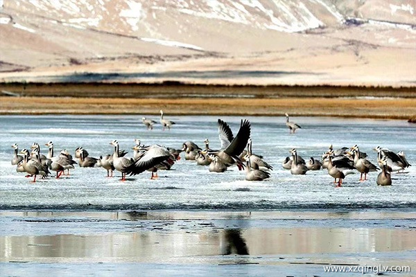西藏旅游必備物品