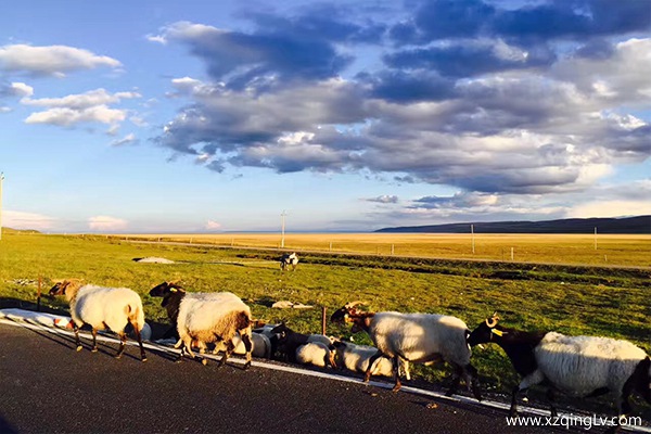西藏旅游必備品