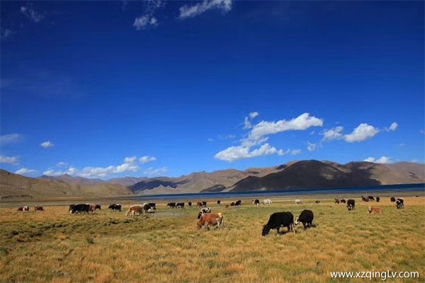 林芝的旅游景點