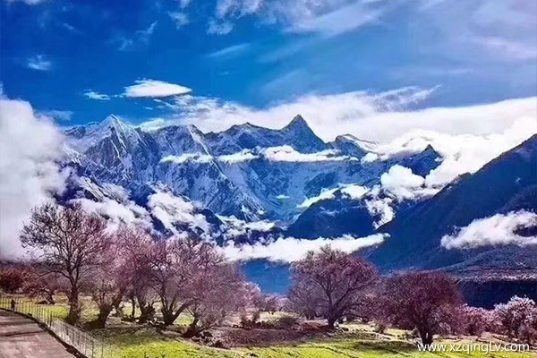 西藏桃花節(jié)時間