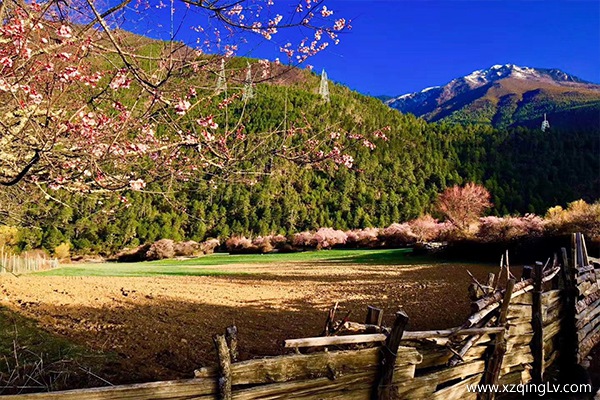 林芝桃花節是幾月