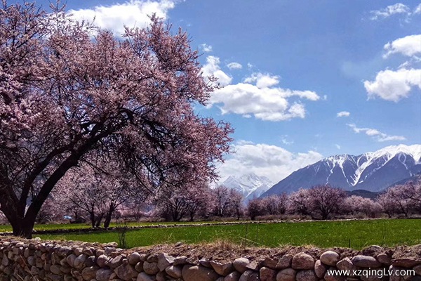西藏林芝的桃花幾月開