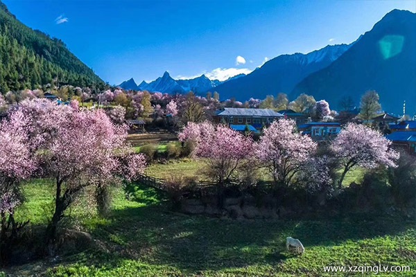 林芝桃花什么時候開