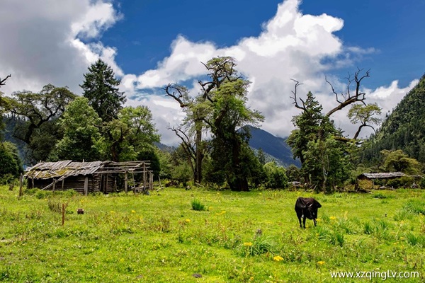 西藏林芝旅游景點