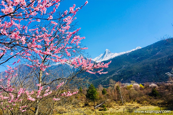 西藏的桃花幾月份開
