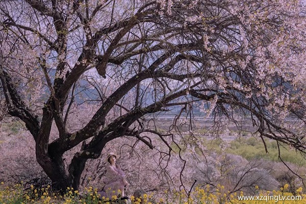 林芝桃花值得去嗎