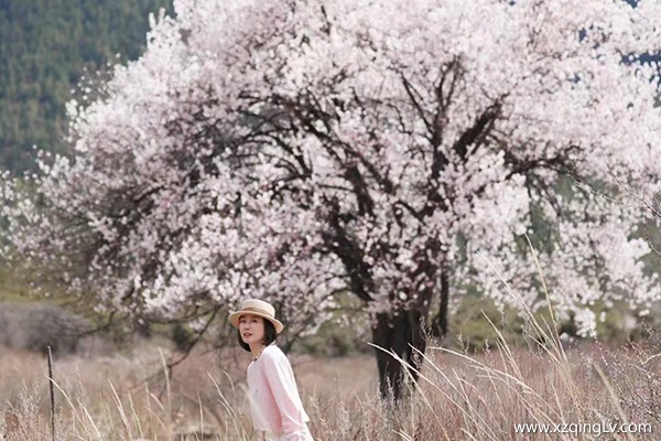 三月跟團去林芝看桃花