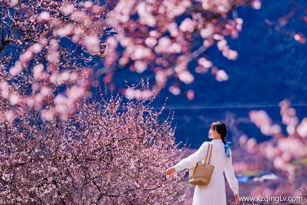 三月去西藏看桃花好不好玩