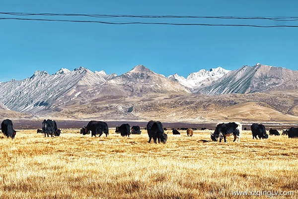 西藏最美火車路線是哪趟