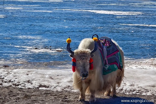 7天時間去西藏怎么玩呢