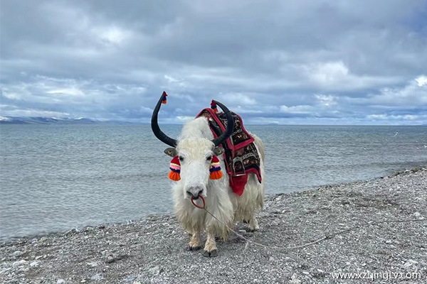 重慶到西藏七日游推薦報團嗎